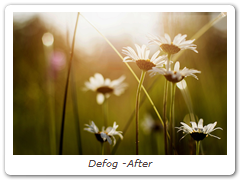 Defog -After