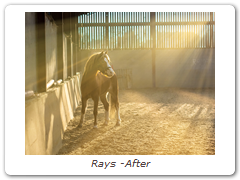 Rays -After